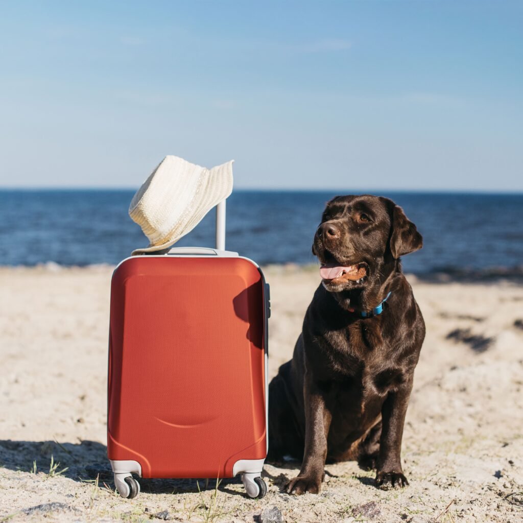 tips para cuidar a tu perro en verano